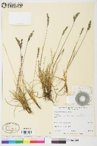 Festuca rubra subsp. arctica image