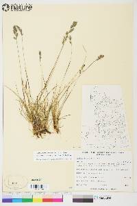 Festuca rubra subsp. arctica image