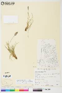 Festuca rubra image