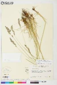 Festuca rubra image