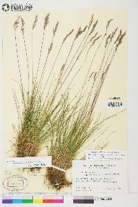 Festuca rubra image