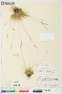 Festuca saximontana image