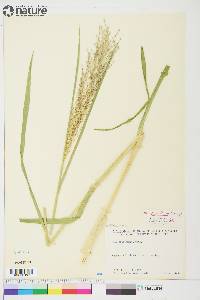 Glyceria grandis var. grandis image