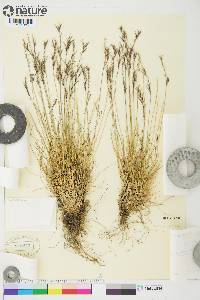 Festuca viviparoidea image