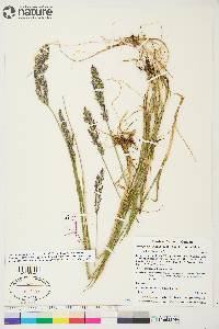 Arctagrostis latifolia subsp. latifolia image