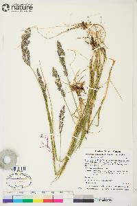 Arctagrostis latifolia subsp. latifolia image