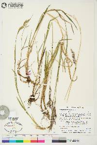 Bromus pumpellianus image