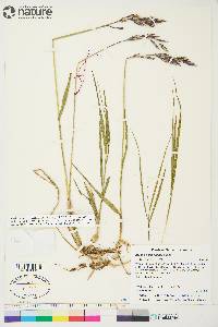 Bromus pumpellianus image