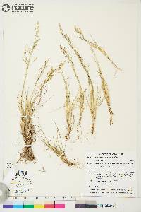 Deschampsia cespitosa subsp. cespitosa image