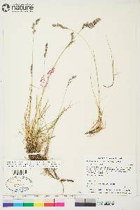 Festuca rubra image