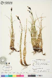 Carex bigelowii subsp. lugens image