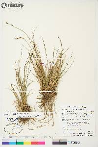 Carex bigelowii subsp. lugens image