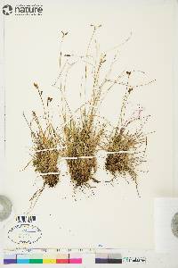 Carex capillaris image