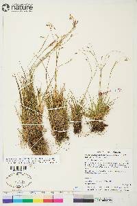 Carex capillaris image