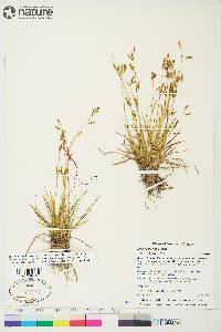 Carex krausei image