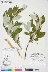 Salix alaxensis image