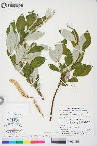 Salix alaxensis image