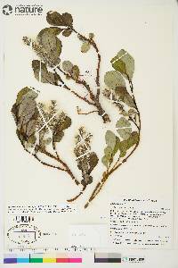 Salix arctica image