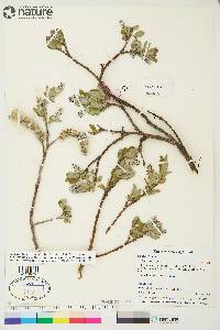 Salix arctica image