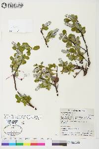 Salix arctolitoralis image