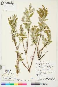 Salix glauca image