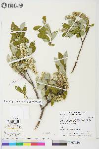 Salix glauca image