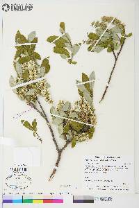 Salix glauca var. cordifolia image