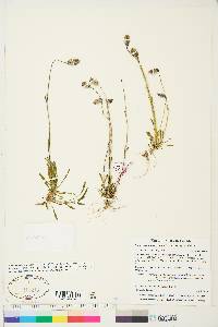 Silene uralensis subsp. uralensis image