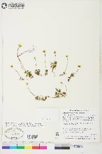 Draba simmonsii image