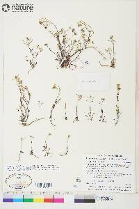 Braya humilis subsp. humilis image