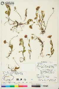 Eurybia sibirica image