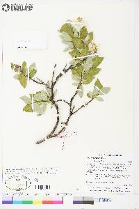 Salix richardsonii image