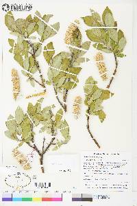 Salix richardsonii image