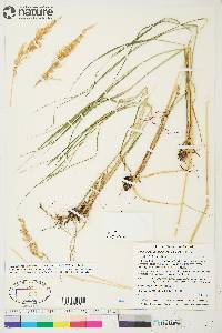 Calamagrostis lapponica image