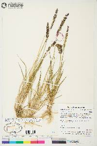 Calamagrostis stricta image