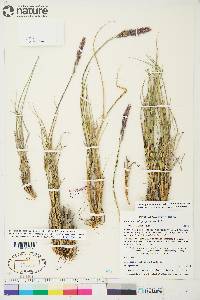 Calamagrostis purpurascens image