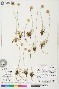 Armeria maritima subsp. sibirica image