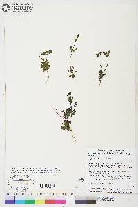 Gentianella propinqua subsp. propinqua image