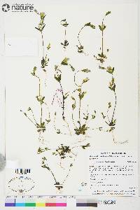 Gentianella propinqua subsp. propinqua image