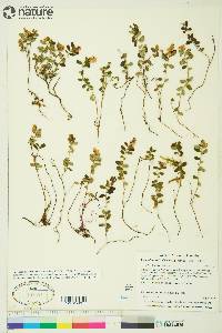 Vaccinium vitis-idaea subsp. minus image