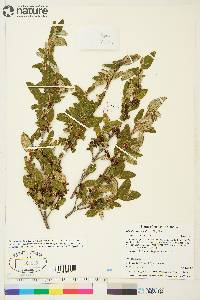 Shepherdia canadensis image