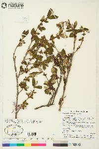 Shepherdia canadensis image