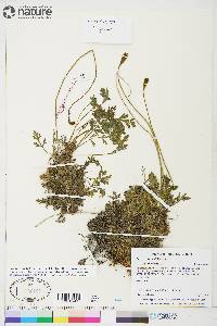 Papaver hultenii image