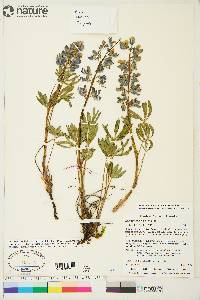 Lupinus arcticus subsp. arcticus image