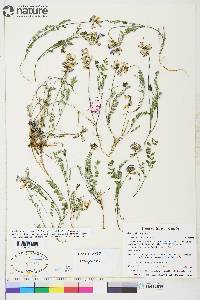 Astragalus alpinus image