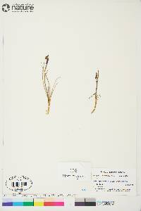 Arctagrostis latifolia subsp. latifolia image