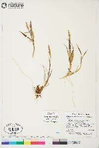 Arctagrostis latifolia subsp. latifolia image