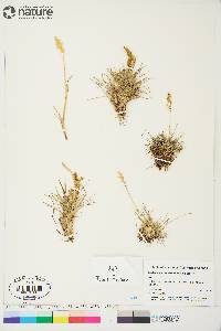 Deschampsia brevifolia image