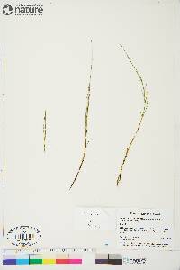 Equisetum arvense subsp. arvense image