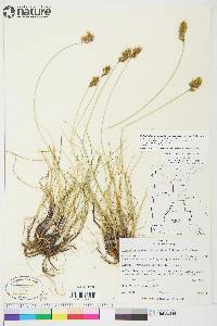 Anthoxanthum monticola subsp. alpinum image